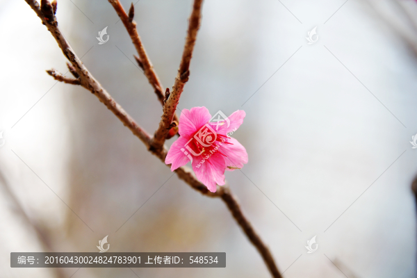 枝椏中的桃花