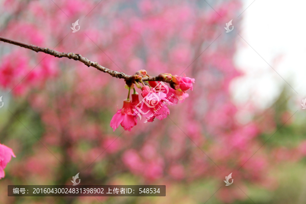 三月桃花