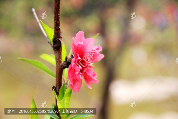 美艷桃花