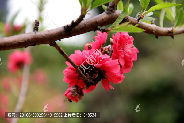 紅彤彤的桃花