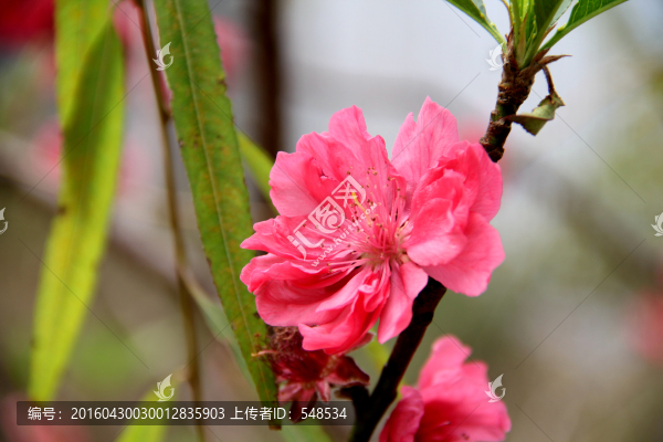 美麗桃花