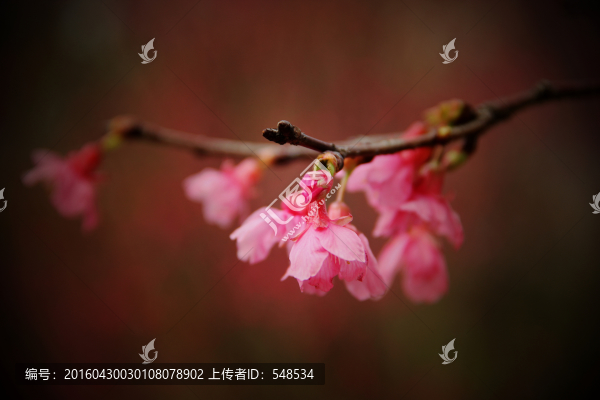 嬌艷的桃花