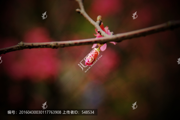 桃枝上的花蕾