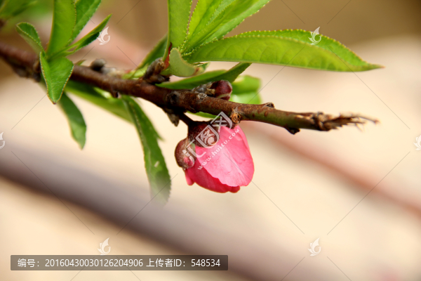 枝頭桃花