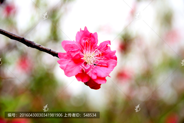 桃花