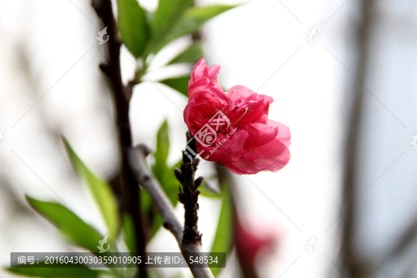 桃花