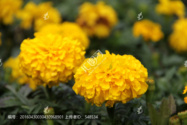兩朵菊花