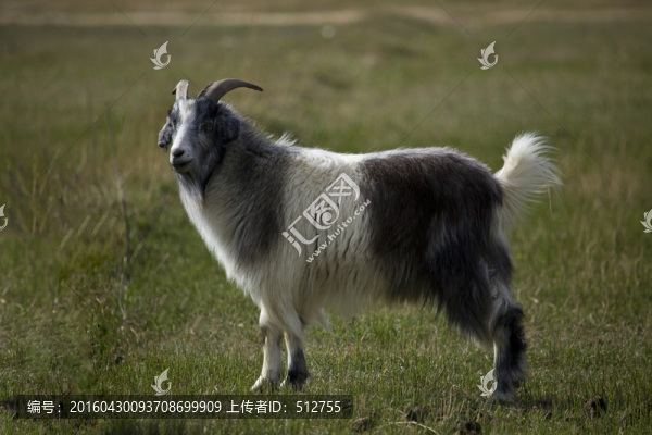 山羊