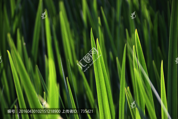 逆光草葉