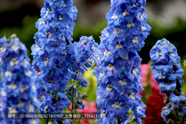 藍(lán)花花
