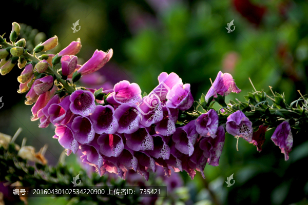 紫色花