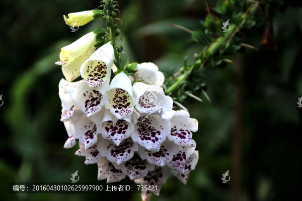 漂亮花卉