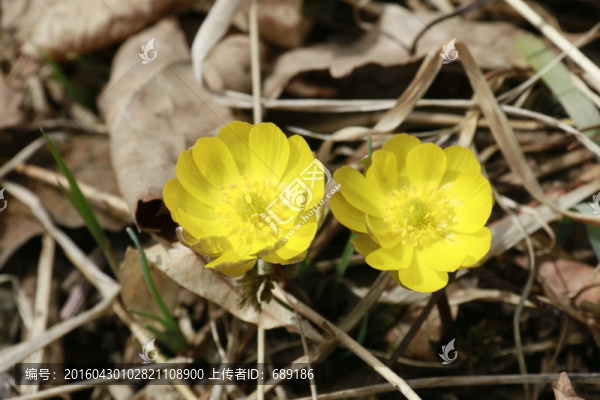 冰凌花