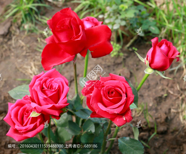 紅月季花