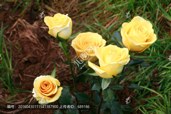 黃月季花