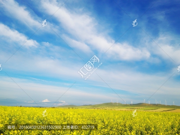 天空田野油菜花