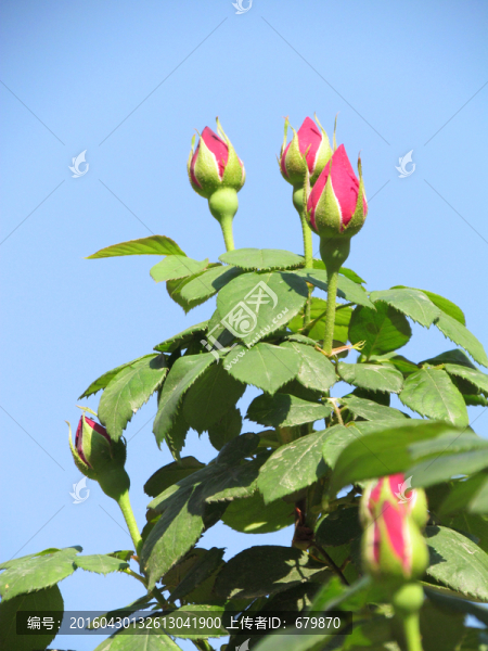 玫瑰花花蕾