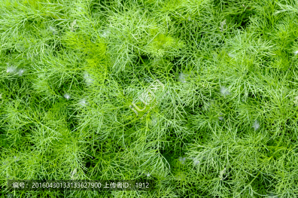 香料種植