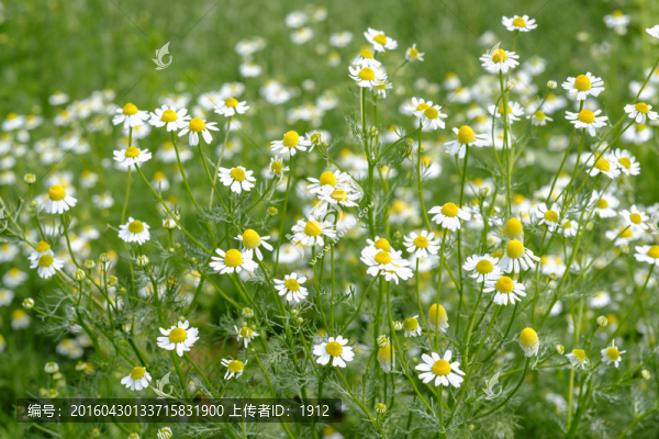 德國(guó)甘菊