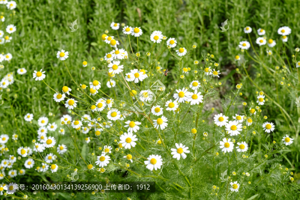 洋甘菊