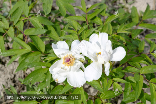 白牡丹