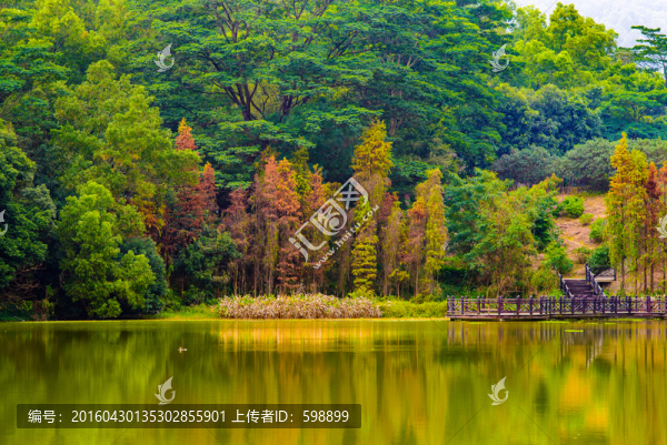 湖上水杉樹