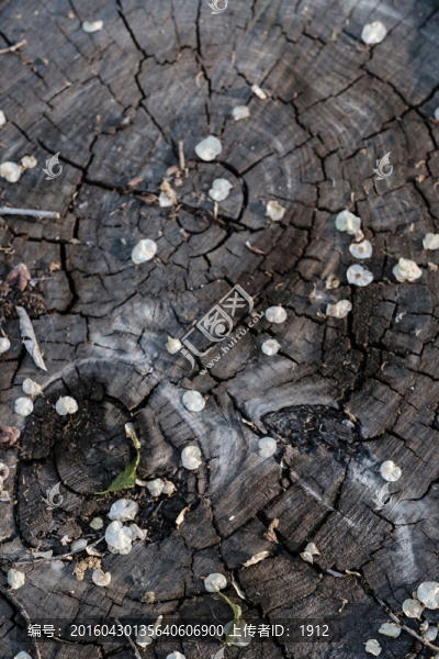 年輪-匯圖網(wǎng) www.fosd68.com 年輪