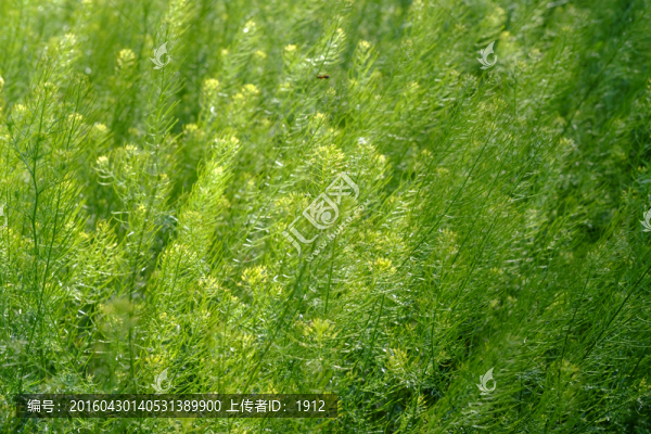 油菜花
