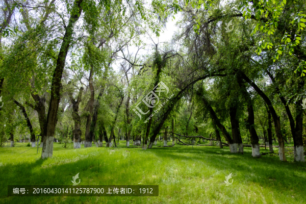 綠樹林