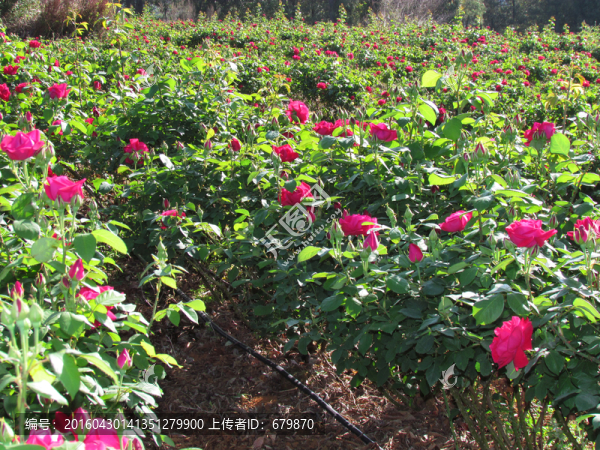 玫瑰花