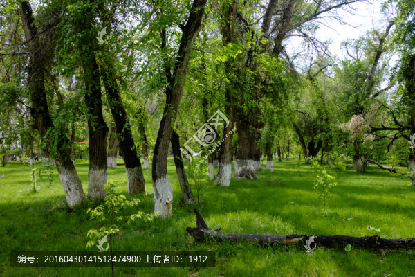 綠樹林