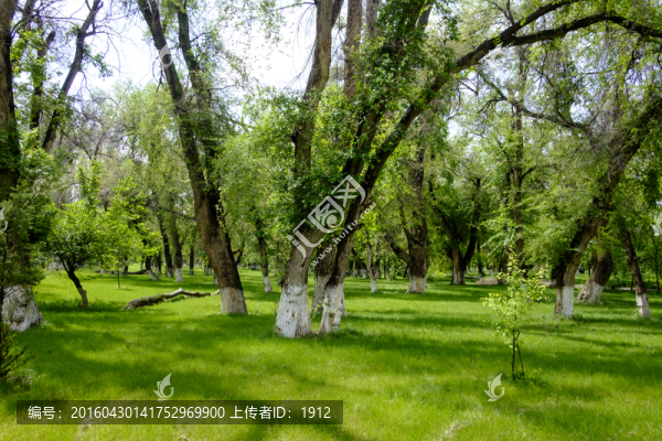 綠樹(shù)林
