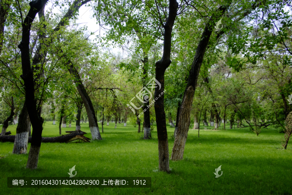 綠樹林
