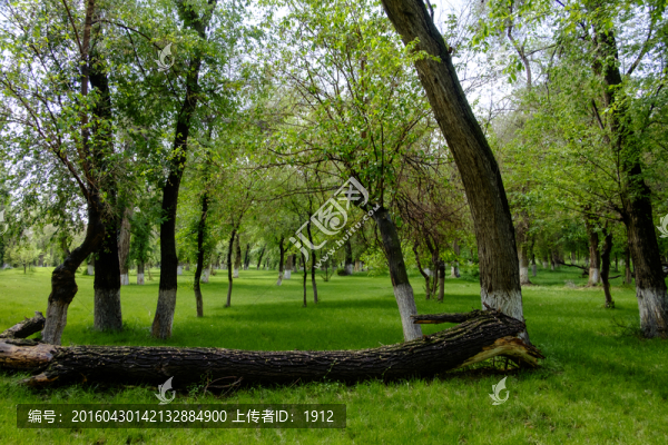 綠樹林