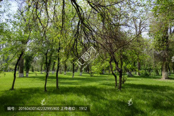 綠樹(shù)林
