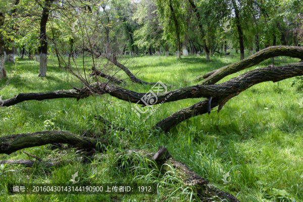綠樹林