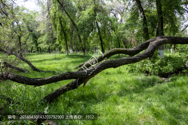 綠樹林