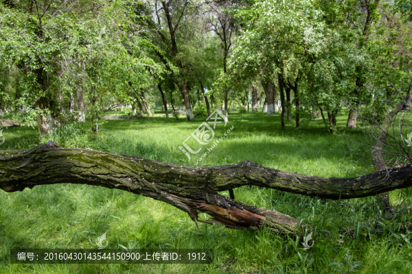 綠樹林