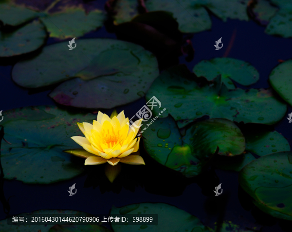 睡蓮