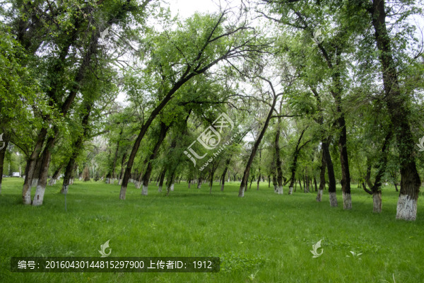 綠樹林