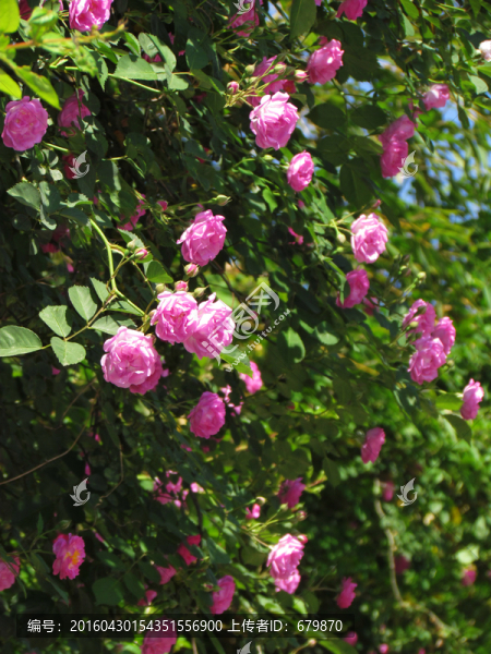 薔薇