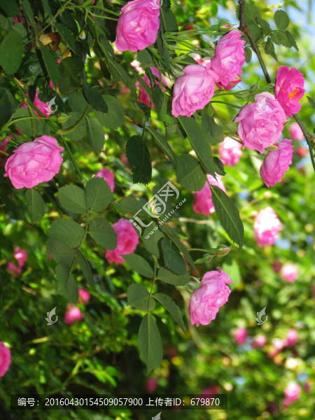 薔薇