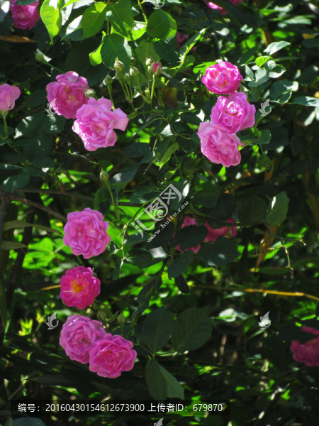 薔薇