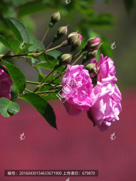薔薇