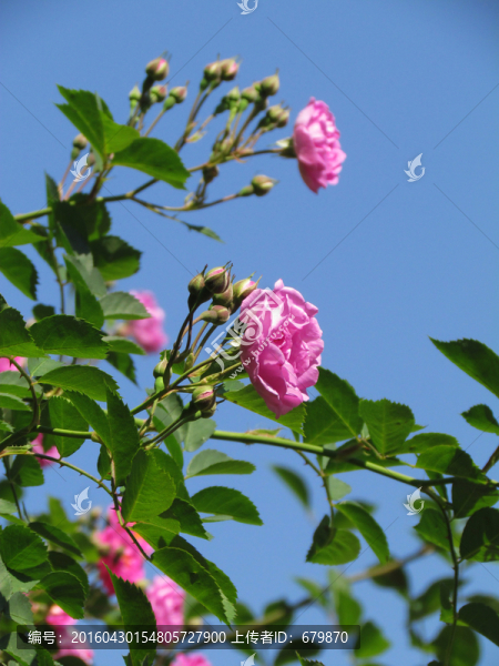 薔薇