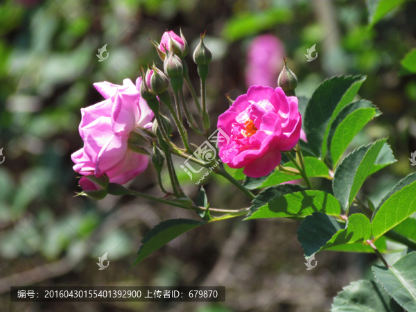 薔薇