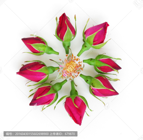 玫瑰花花蕾