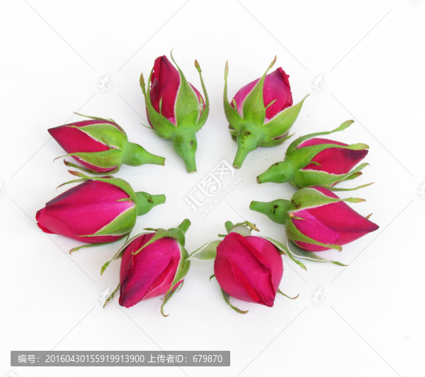 玫瑰花花蕾