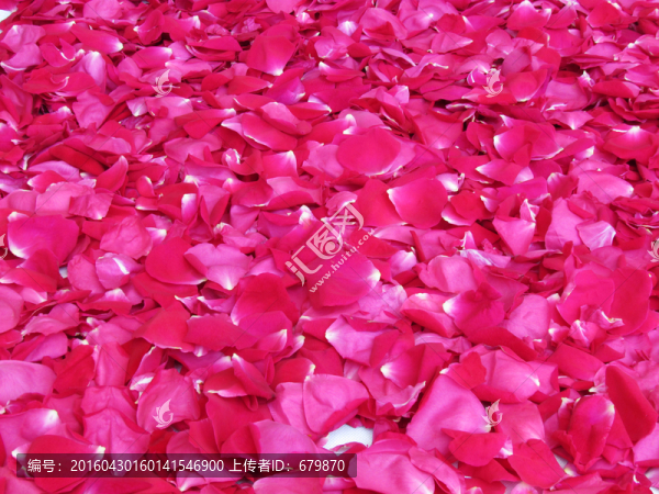 玫瑰花花瓣