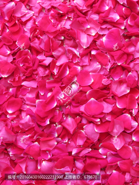 玫瑰花花瓣